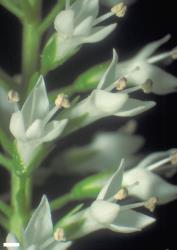 Veronica bollonsii. Part of an inflorescence. Scale = 1 mm.
 Image: W.M. Malcolm © Te Papa CC-BY-NC 3.0 NZ